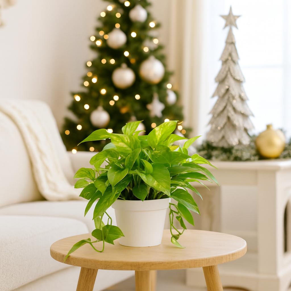 Amazon.com : Golden Pothos (6